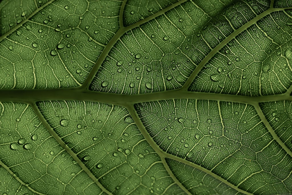 photo of a leaf